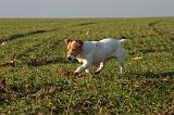 JACK RUSSEL 340